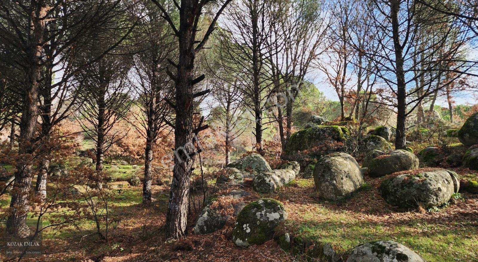 Satılık Fıstık Çamlı Tarla: İzmir Bergama Kozak, 2.977 M² - Görsel 5