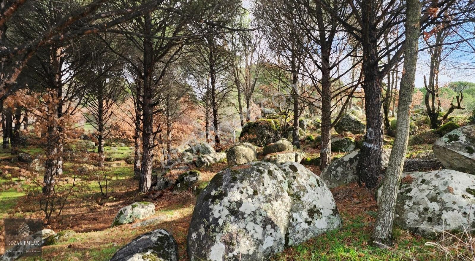Satılık Fıstık Çamlı Tarla: İzmir Bergama Kozak, 2.977 M² - Görsel 11