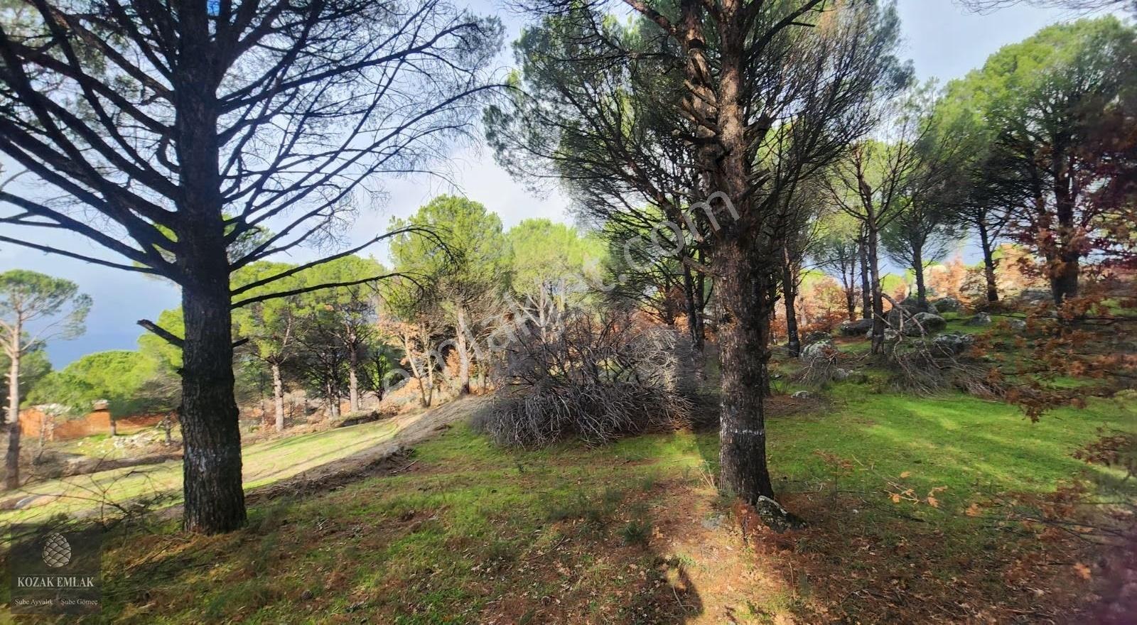 Satılık Fıstık Çamlı Tarla: İzmir Bergama Kozak, 2.977 M² - Görsel 9