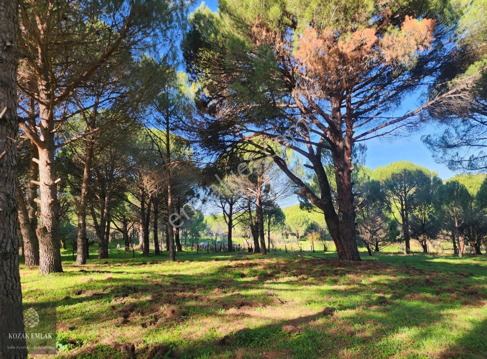 Bergama Kozak'ta Satılık 665m² Müstakil Tapulu Bağ Arsası - Görsel 2