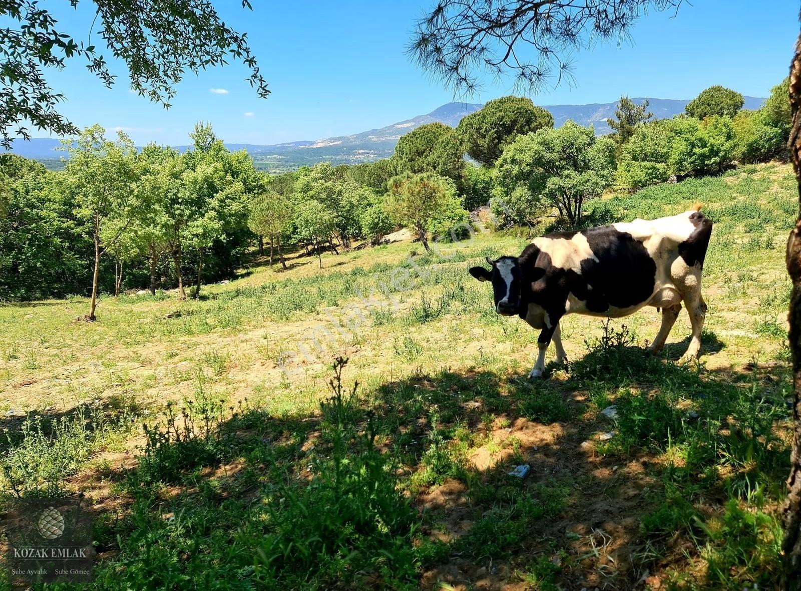 Bergama Kozak Kıranlı Besi Çiftliği Satılık - Görsel 13