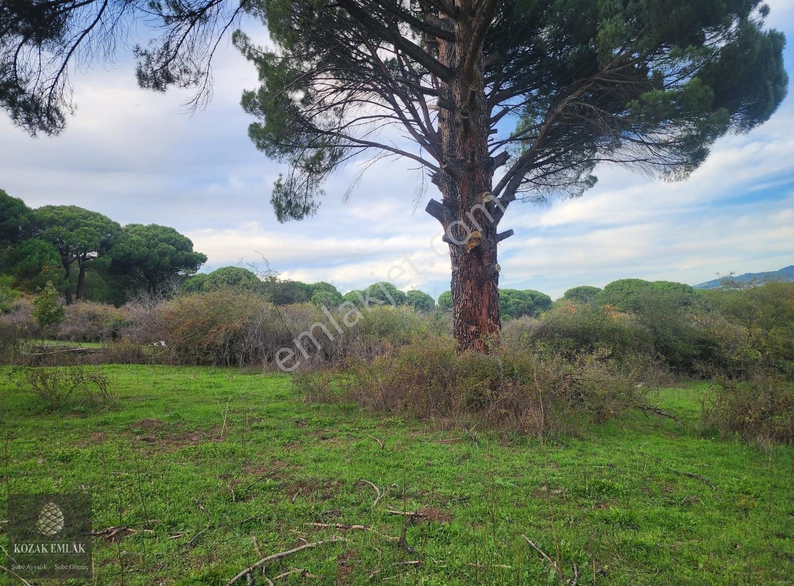 Bergama Kozak Hisar Tarla 3 Dönüm Satılık - Görsel 9