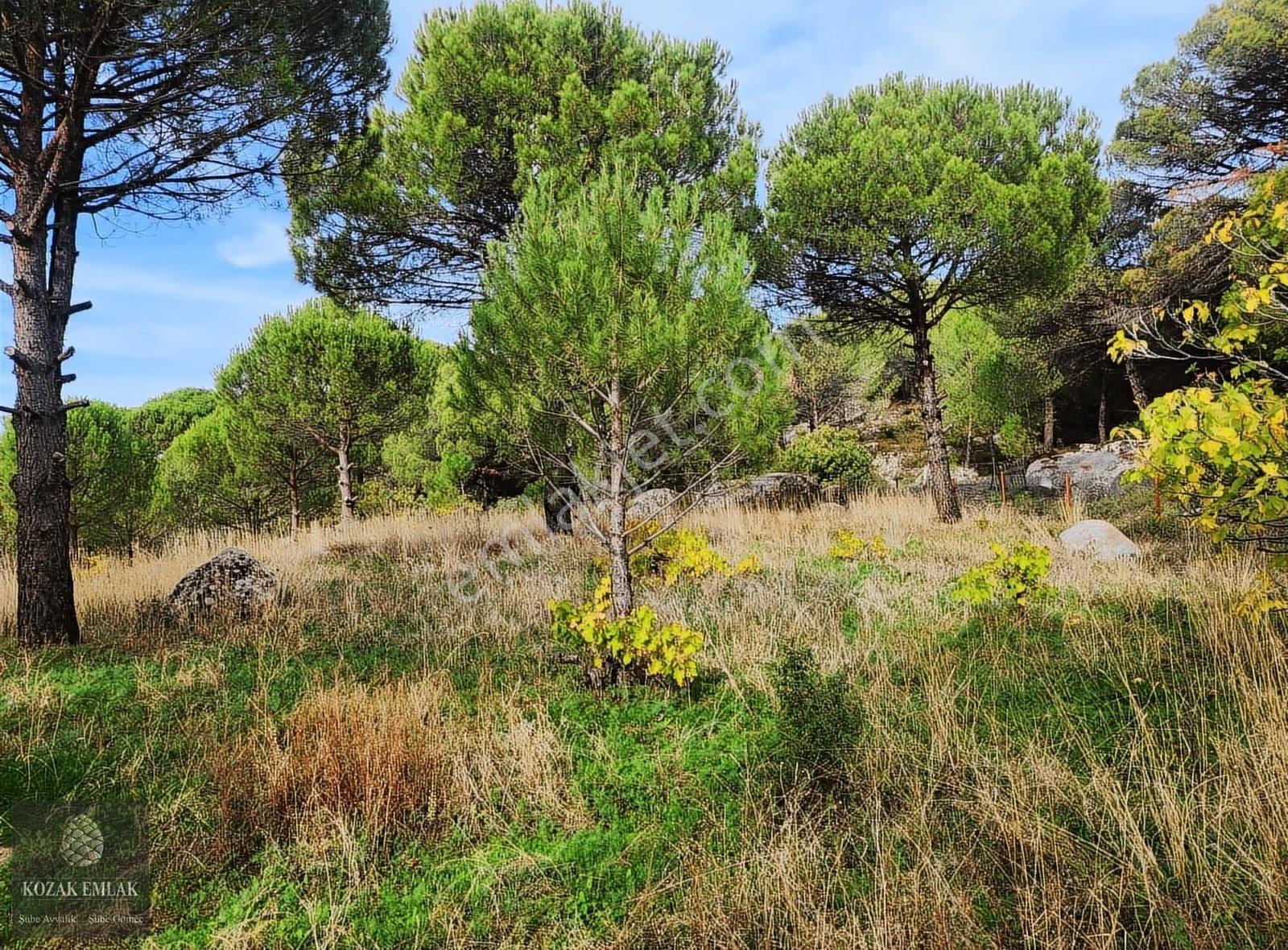 Bergama Kozak Ayvatlar Üzüm Bağı Müstakil Tapu Satılık - Görsel 25