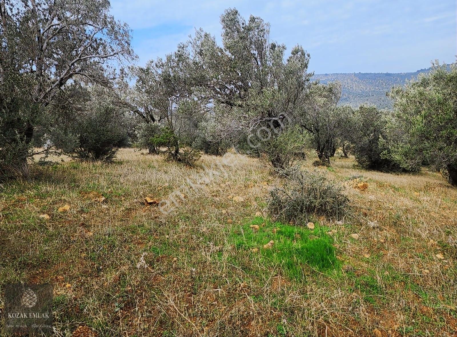 Balıkesir Gömeç Karaağaç 8.419 M2 Zeytinlik Satılık - Görsel 10