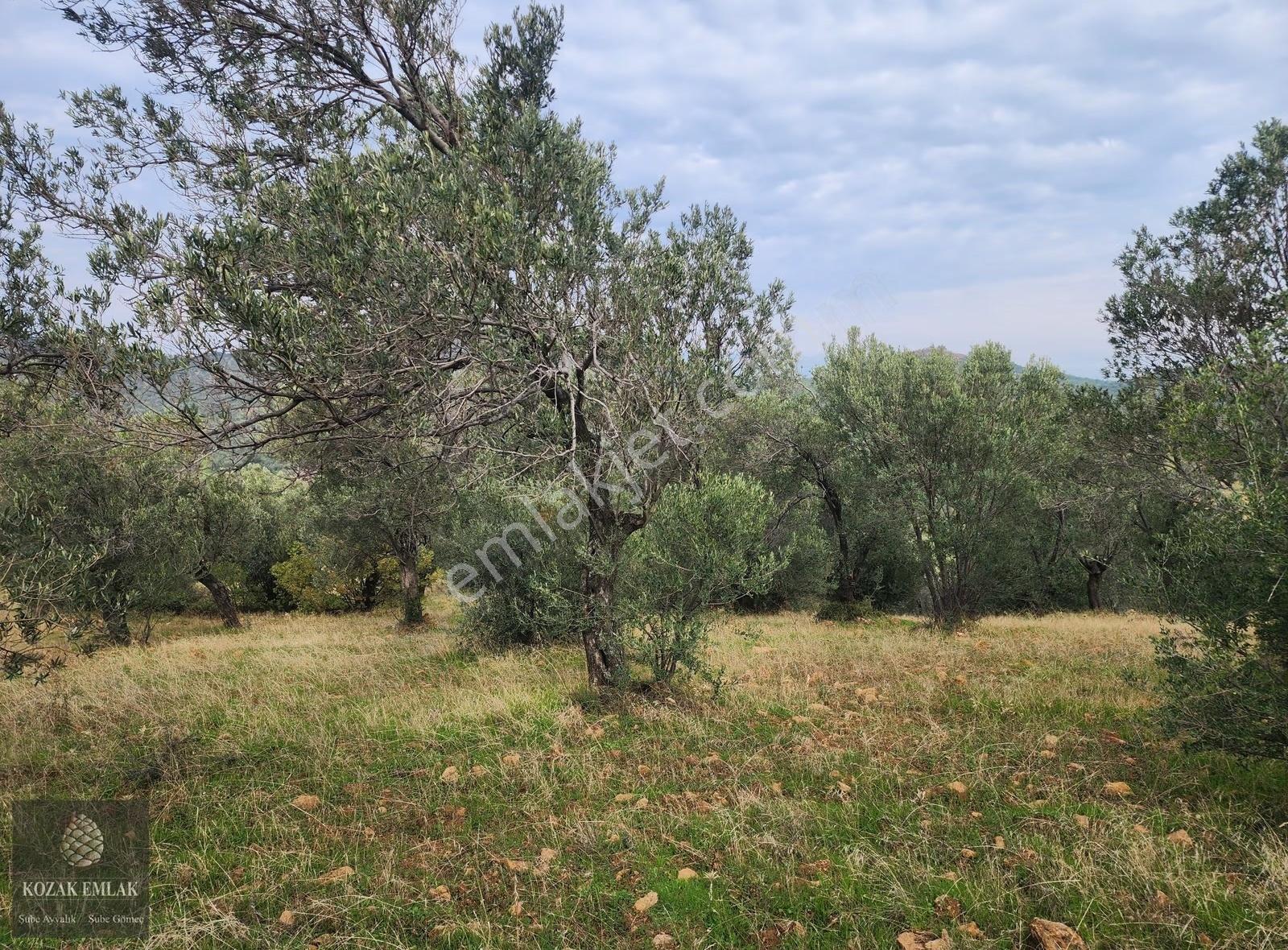 Balıkesir Gömeç Karaağaç 8.419 M2 Zeytinlik Satılık - Görsel 13