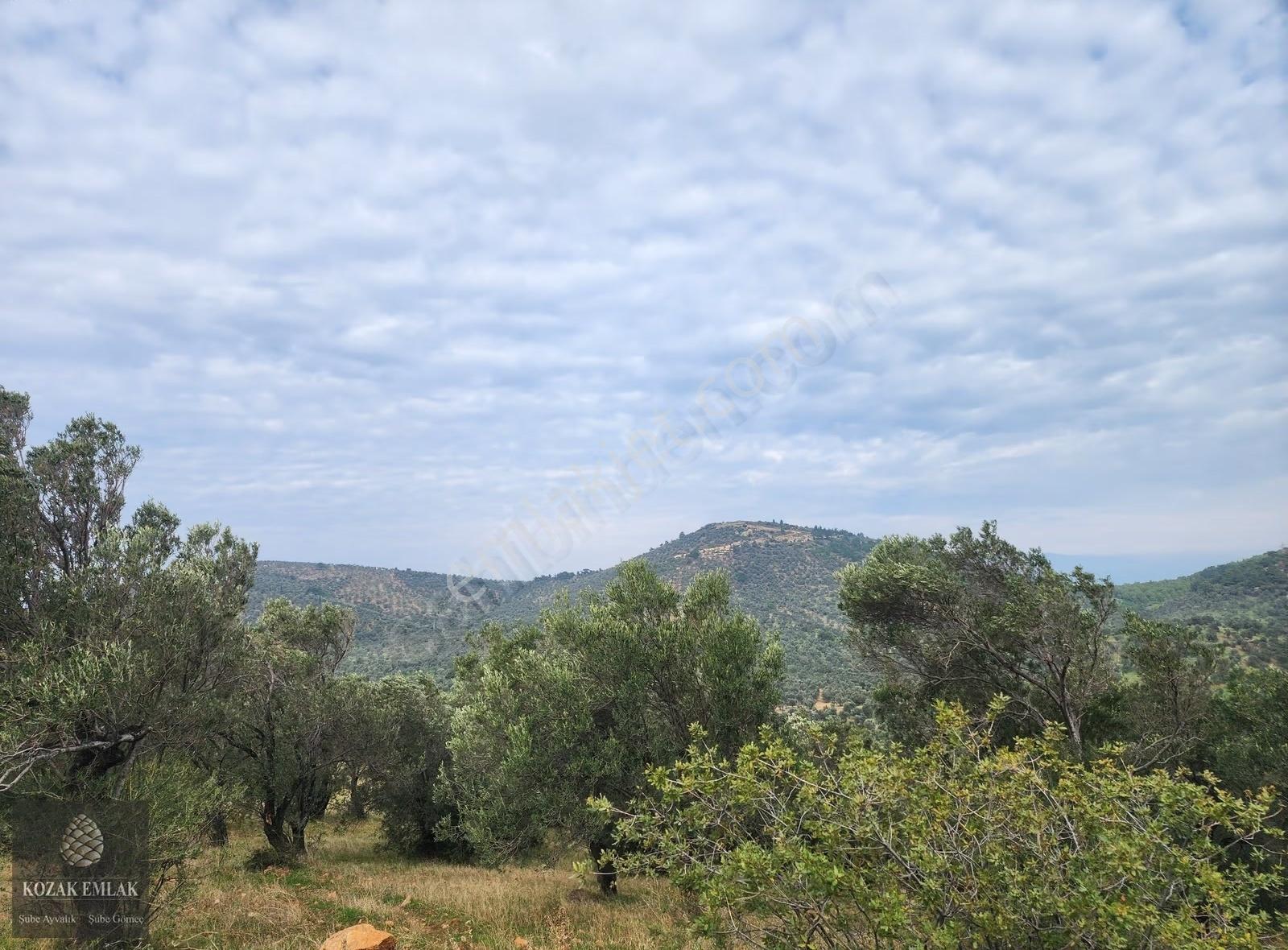 Balıkesir Gömeç Karaağaç 8.419 M2 Zeytinlik Satılık - Görsel 18