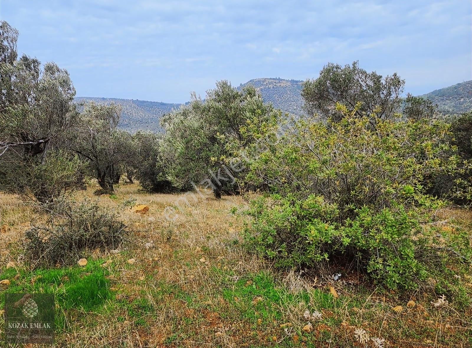 Balıkesir Gömeç Karaağaç 8.419 M2 Zeytinlik Satılık - Görsel 27