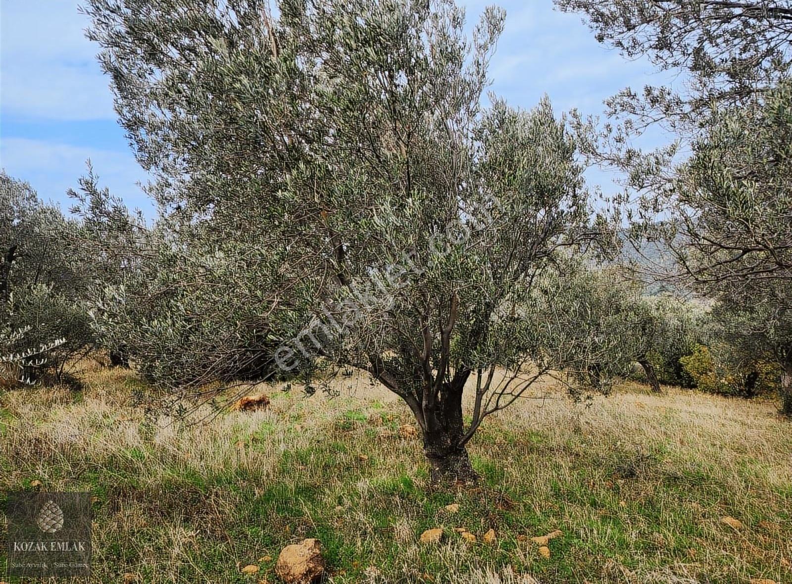 Balıkesir Gömeç Karaağaç 8.419 M2 Zeytinlik Satılık - Görsel 14