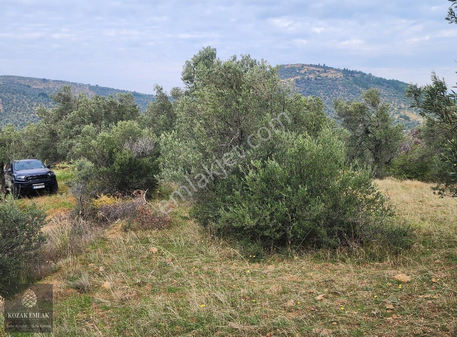 Balıkesir Gömeç Karaağaç 8.419 M2 Zeytinlik Satılık - Görsel 8
