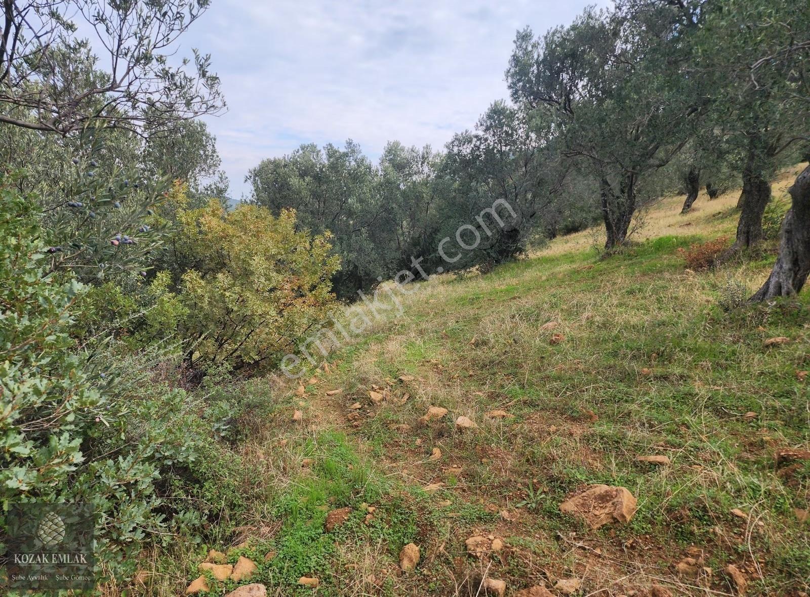 Balıkesir Gömeç Karaağaç 8.419 M2 Zeytinlik Satılık - Görsel 6