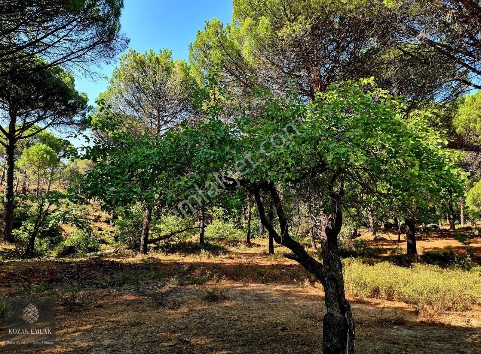 Burhaniye Hacıbozlar Fıstık Çamlığı Tarım İmarlı Satılık - Görsel 21