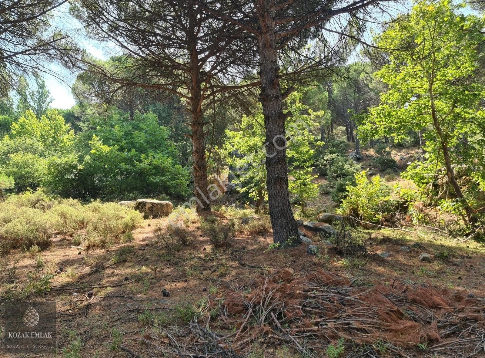 Burhaniye Hacıbozlar Fıstık Çamlığı Tarım İmarlı Satılık - Görsel 7