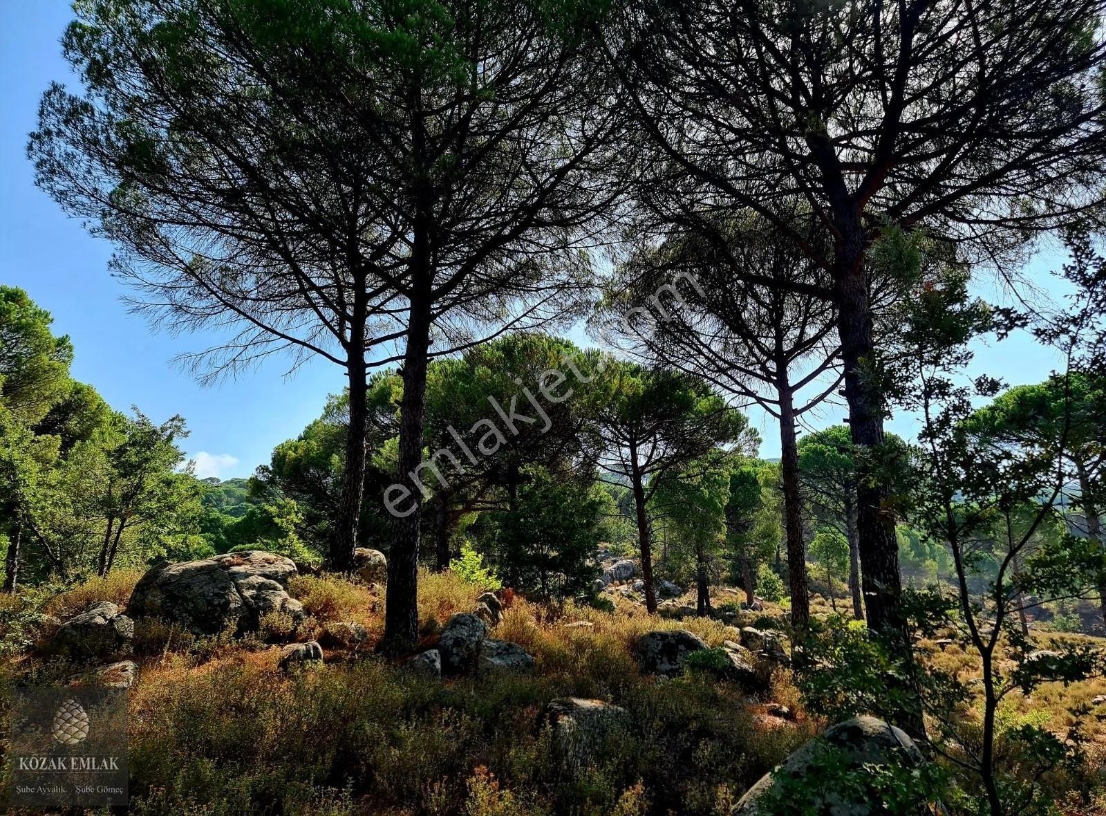 Burhaniye Hacıbozlar Fıstık Çamlığı Tarım İmarlı Satılık - Görsel 16