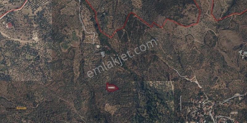 Yönter Emlaktan Tire'nin İncisi Kaplan'da, 90 Ağaçlı Zeytinlik - Görsel 3