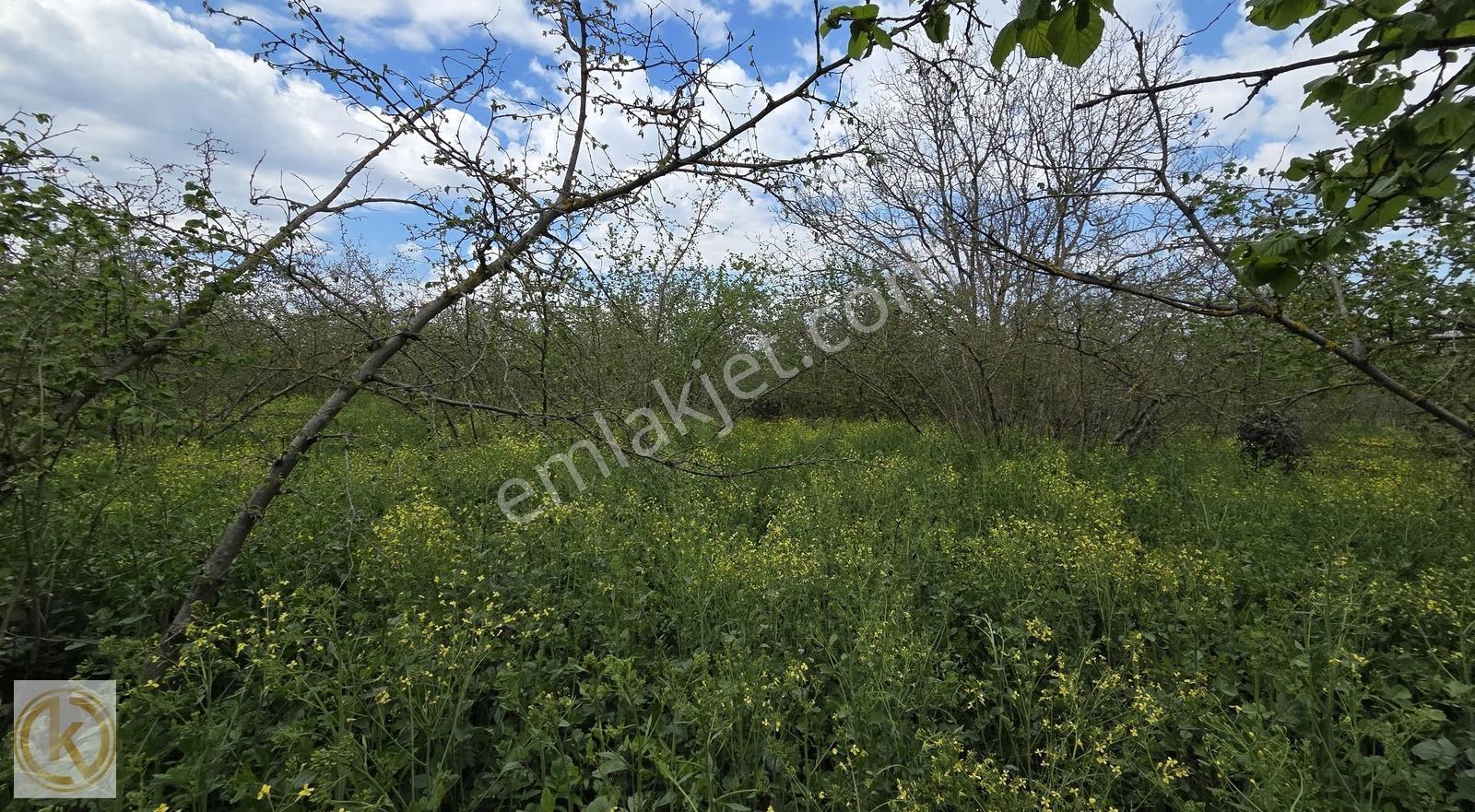 Karapürçek Mesudiyede 2856 M² %40 2 Kat İmarlı Satılık Arsa - Görsel 24