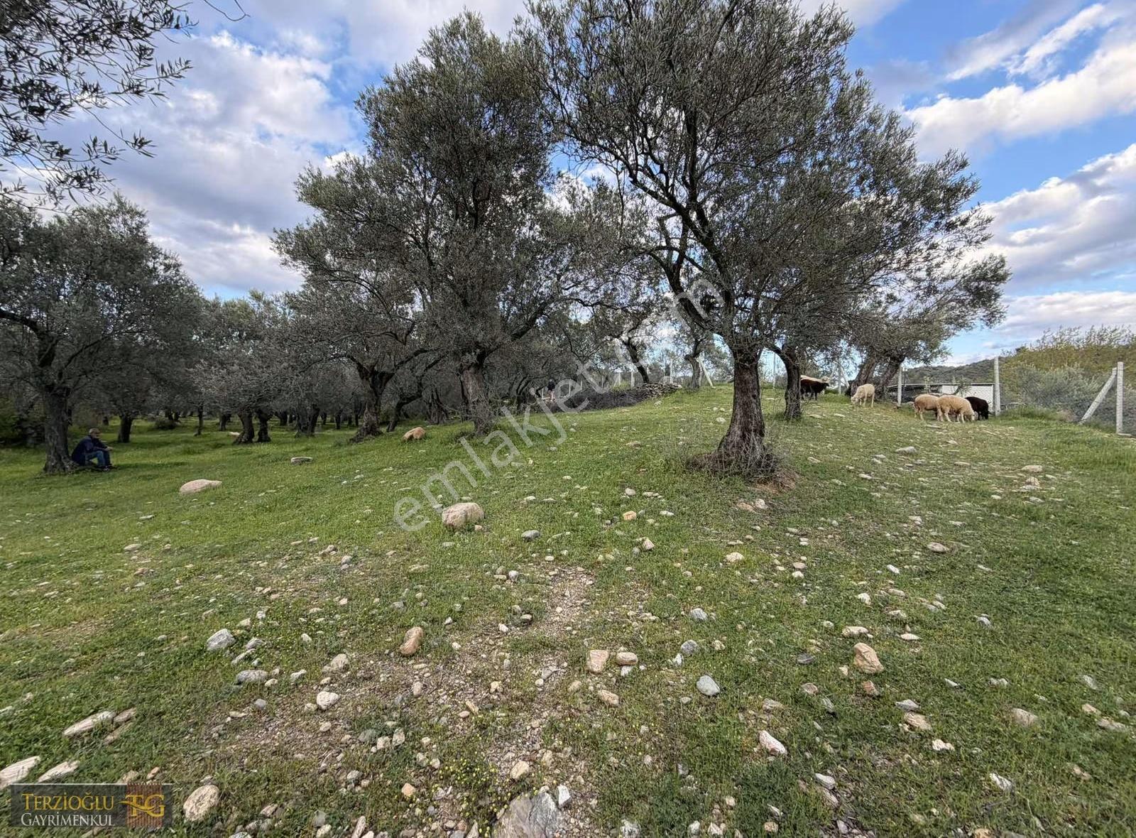 Terzioğlu'ndan Zeytinlide Dereye Bir Parsel Düz Zeytinlik - Görsel 6