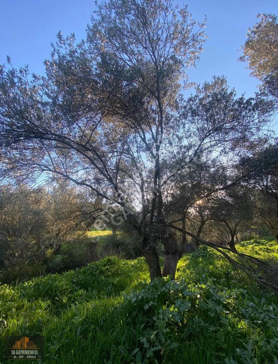 Mutlu Köyde Satılık Zeytinlik - Görsel 5