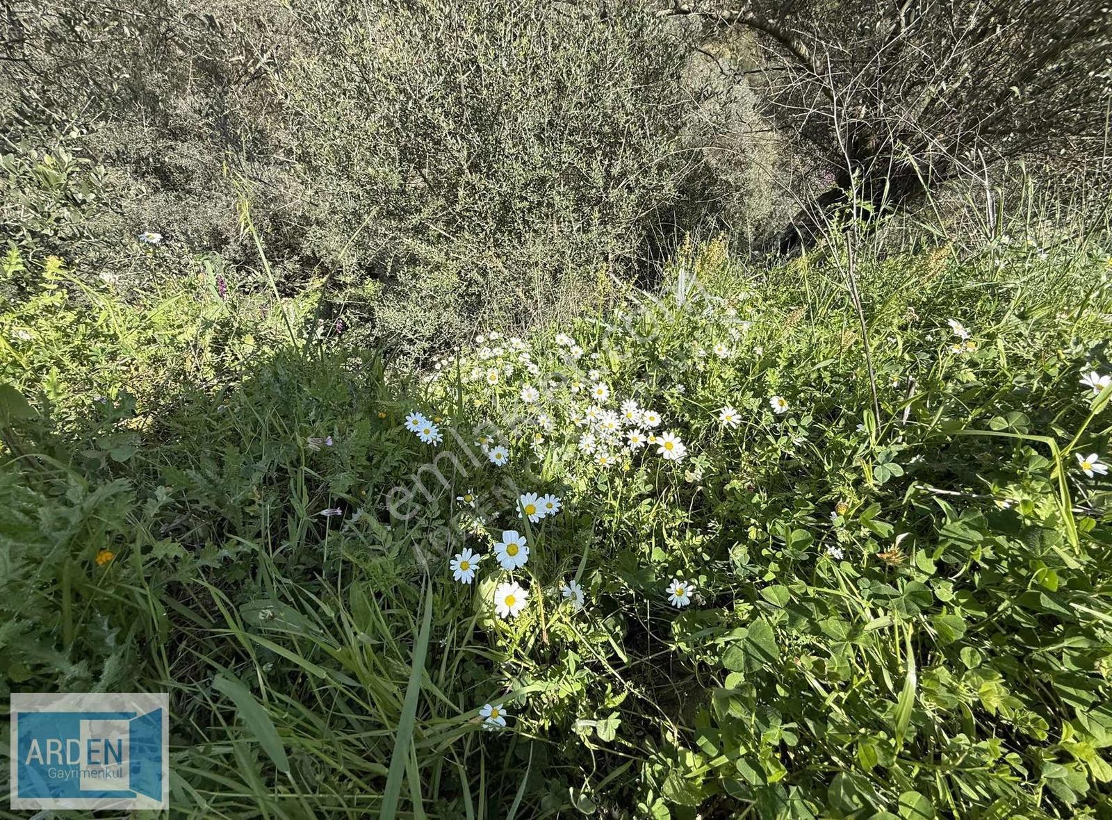 İzmir, S.hisar Ulamış'ta,13.000 M², 400 Ağaçlı,35 Mt Yol Cepheli - Görsel 7