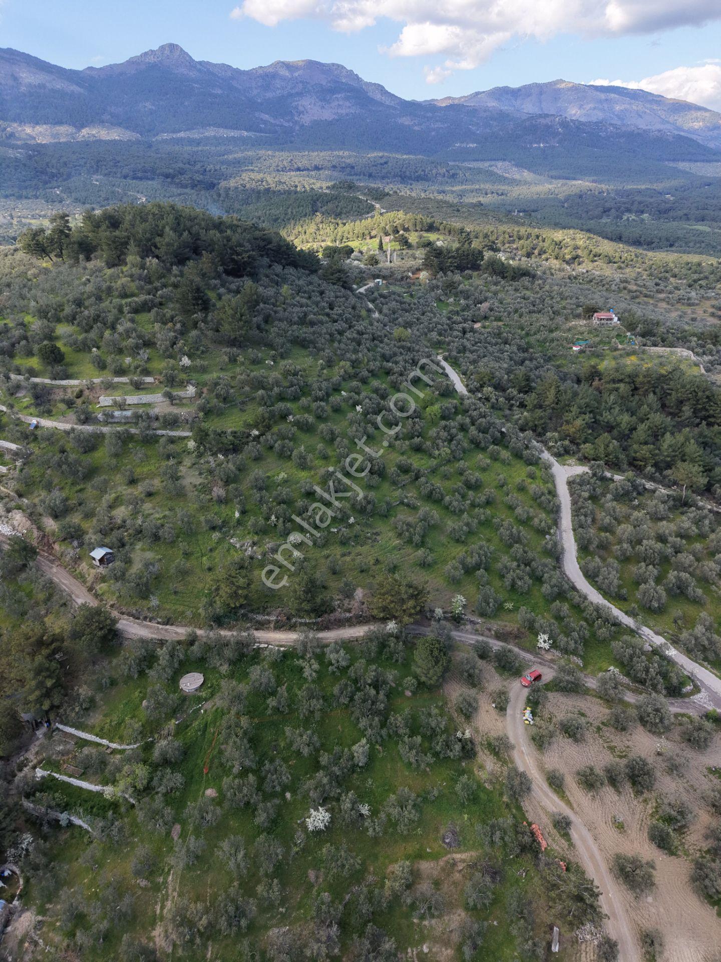 ▀▄mera Emlak Hacıarslanlar Köyü Müstakil T. 23.771m2 Zeytinlik - Görsel 3