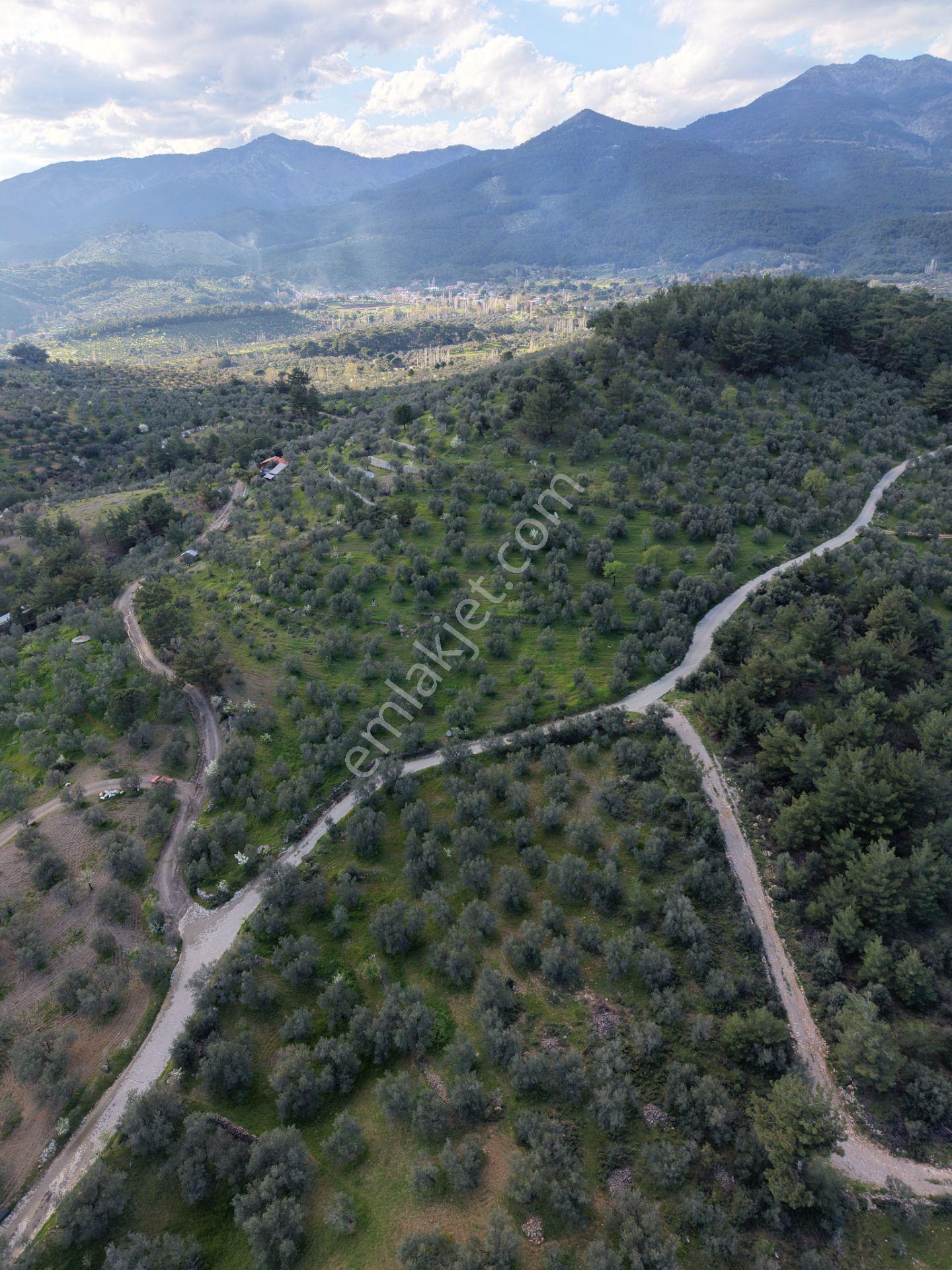 ▀▄mera Emlak Hacıarslanlar Köyü Müstakil T. 23.771m2 Zeytinlik - Görsel 2