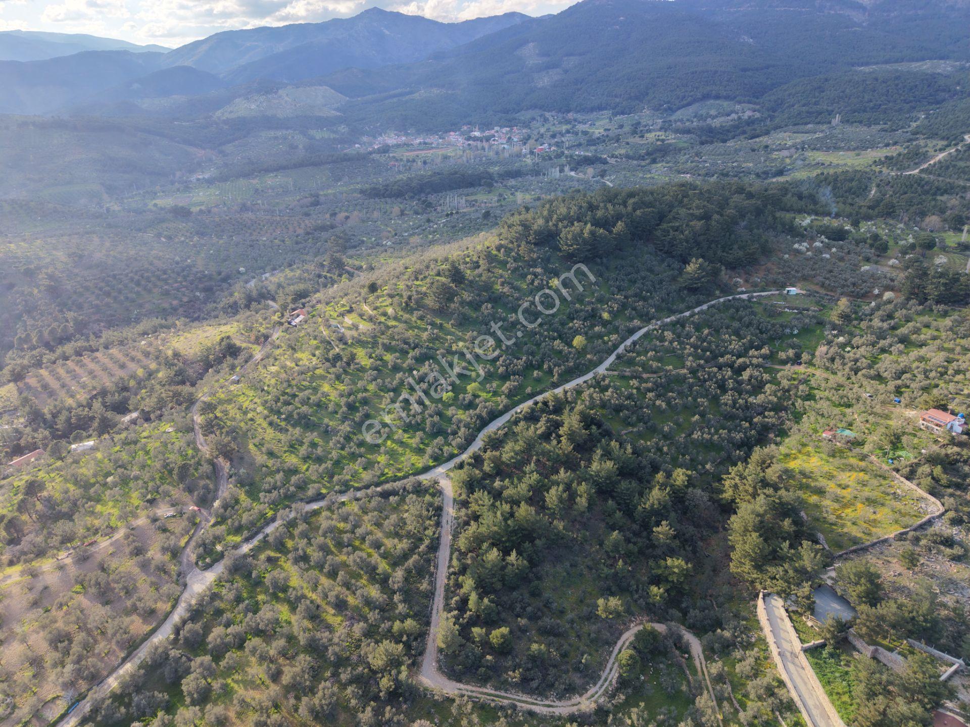 ▀▄mera Emlak Hacıarslanlar Köyü Müstakil T. 23.771m2 Zeytinlik - Görsel 15