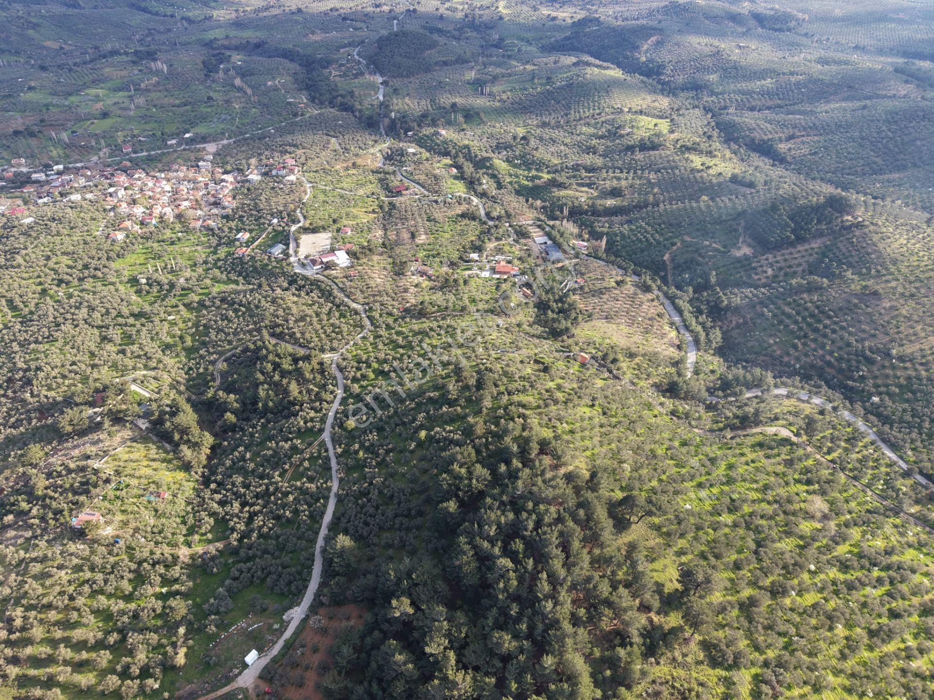 ▀▄mera Emlak Hacıarslanlar Köyü Müstakil T. 23.771m2 Zeytinlik - Görsel 4