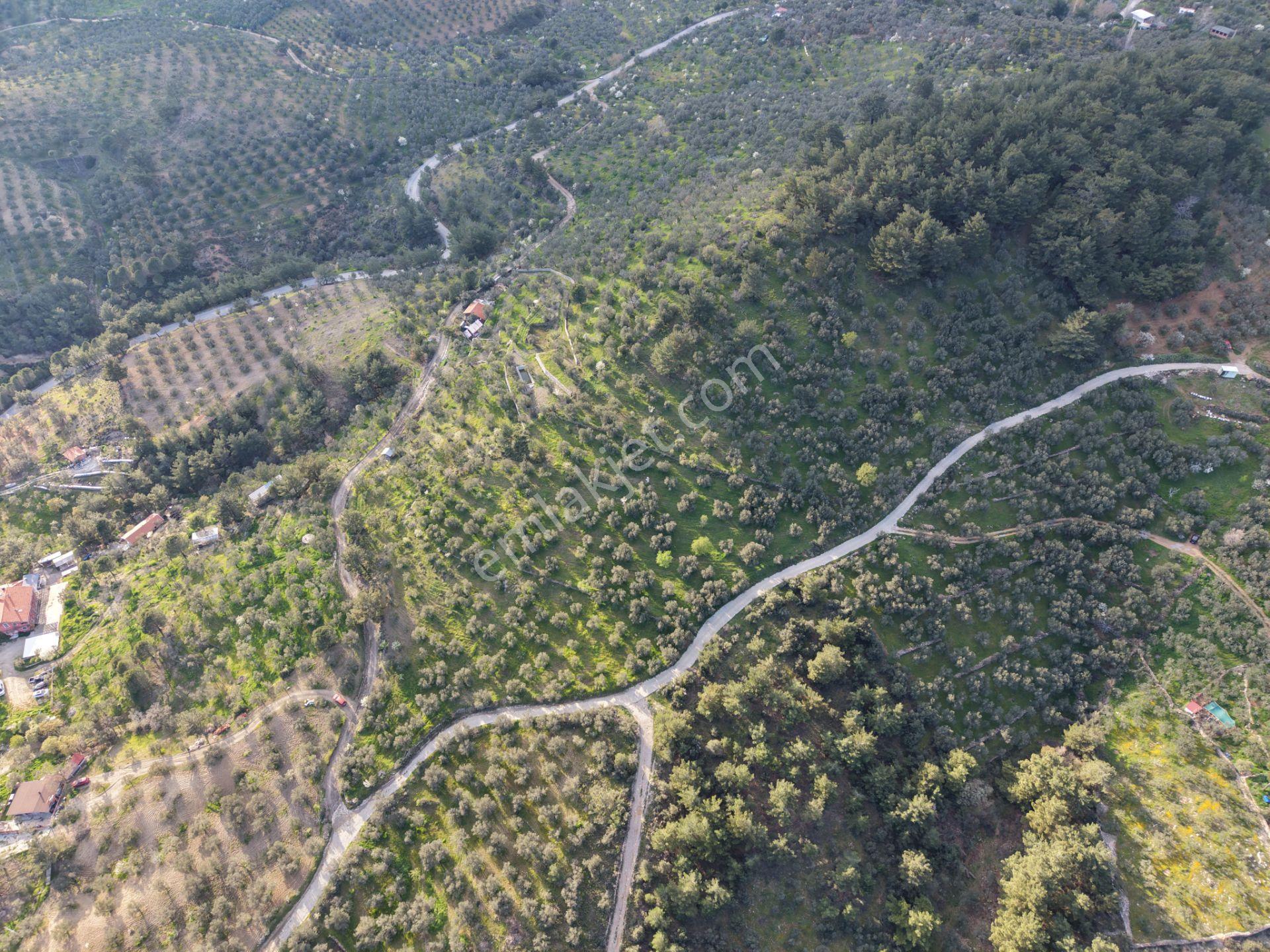 ▀▄mera Emlak Hacıarslanlar Köyü Müstakil T. 23.771m2 Zeytinlik - Görsel 17