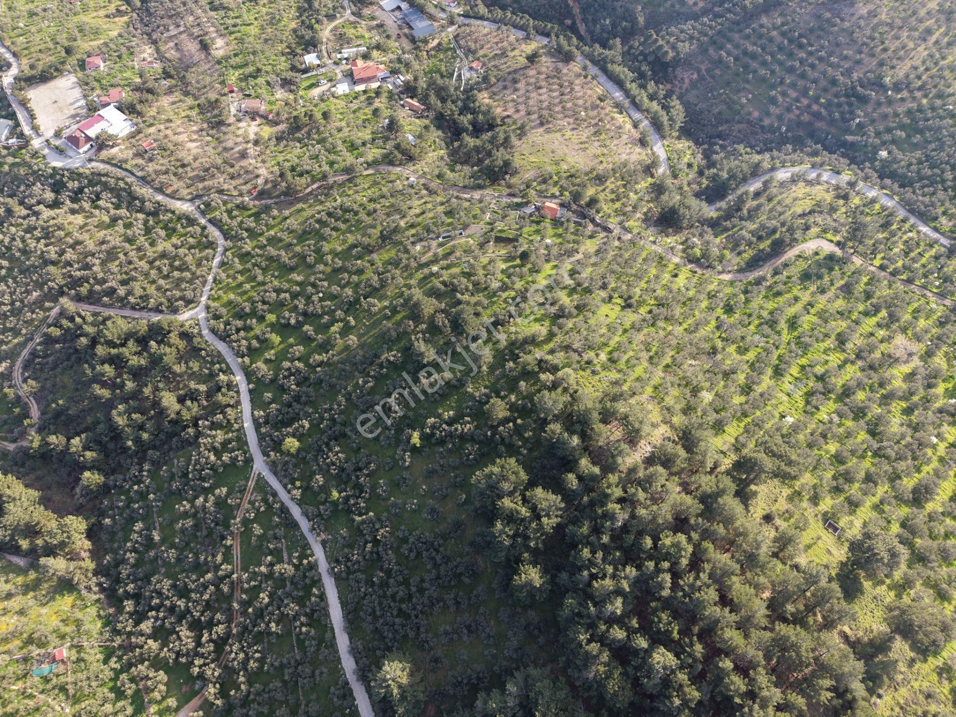 ▀▄mera Emlak Hacıarslanlar Köyü Müstakil T. 23.771m2 Zeytinlik - Görsel 8