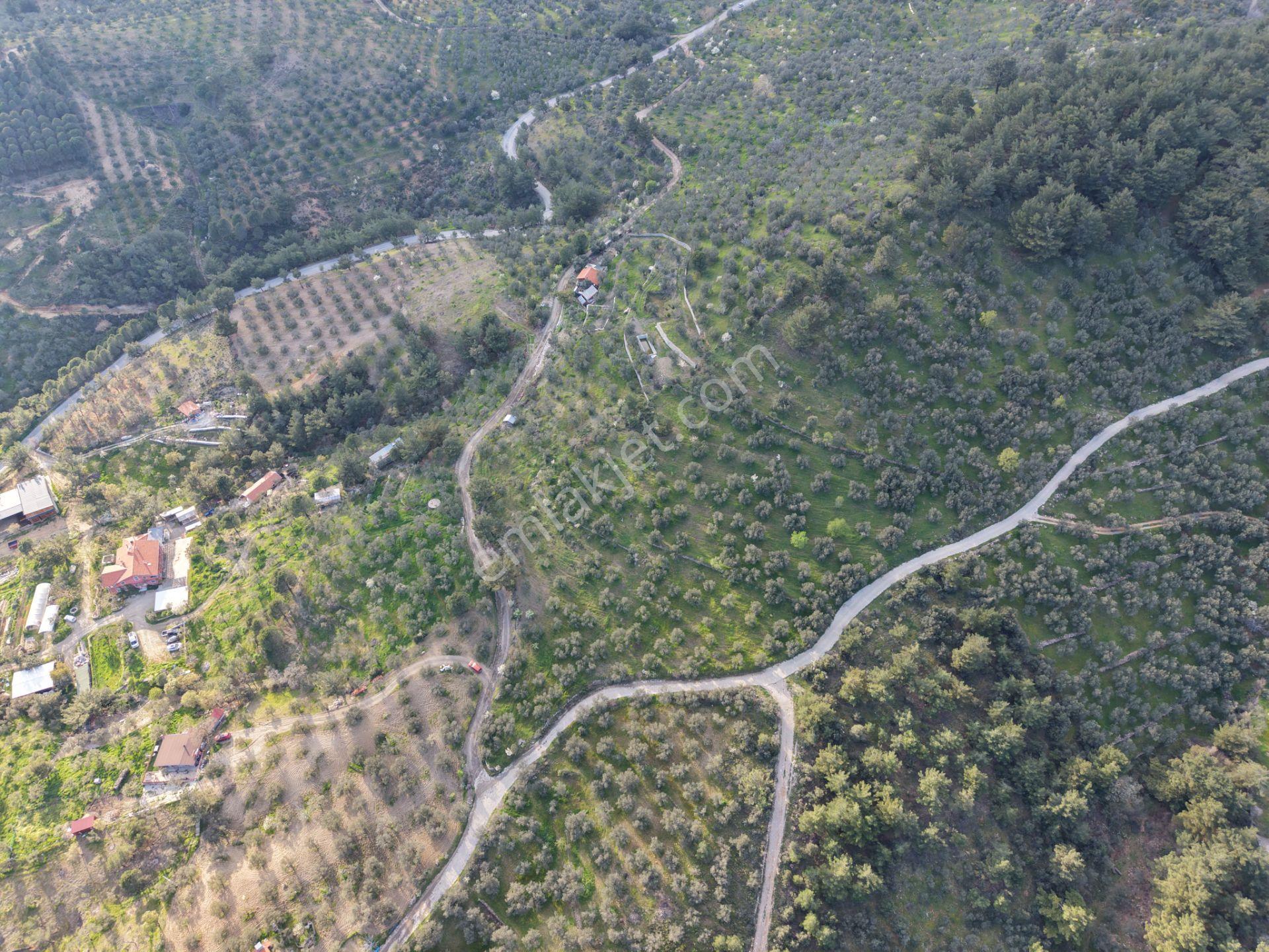 ▀▄mera Emlak Hacıarslanlar Köyü Müstakil T. 23.771m2 Zeytinlik - Görsel 19