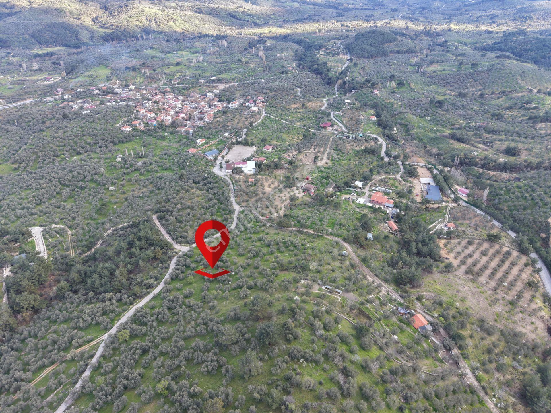 ▀▄mera Emlak Hacıarslanlar Köyü Müstakil T. 23.771m2 Zeytinlik - Görsel 22