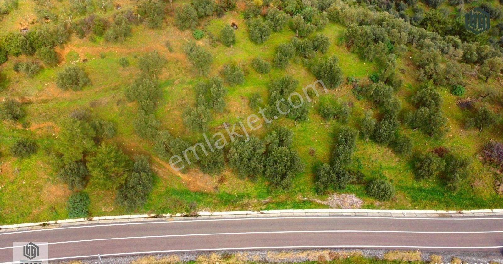 Ayvacık Yeşilyurt Köyünde Yatırımlık Eşşiz Manzaralı Zeytinlik - Görsel 15