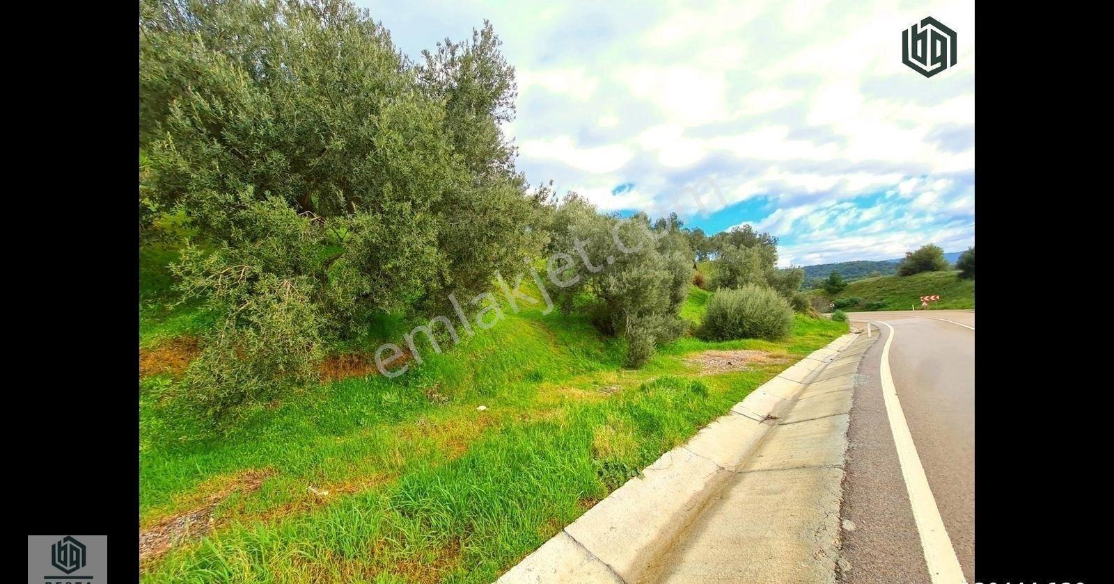 Ayvacık Yeşilyurt Köyünde Yatırımlık Eşşiz Manzaralı Zeytinlik - Görsel 2