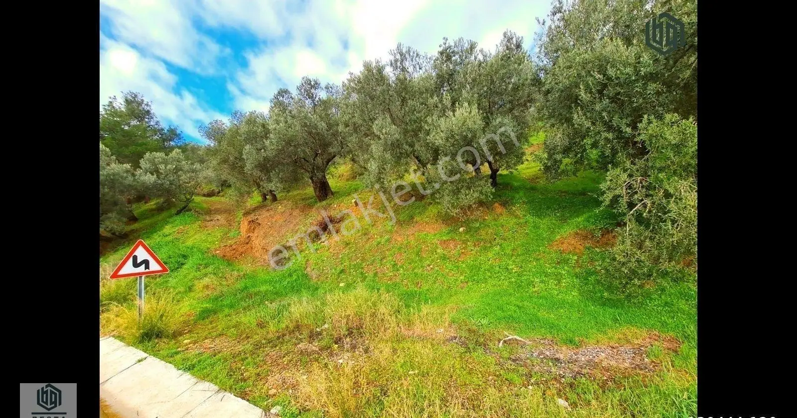 Ayvacık Yeşilyurt Köyünde Yatırımlık Eşşiz Manzaralı Zeytinlik - Görsel 3
