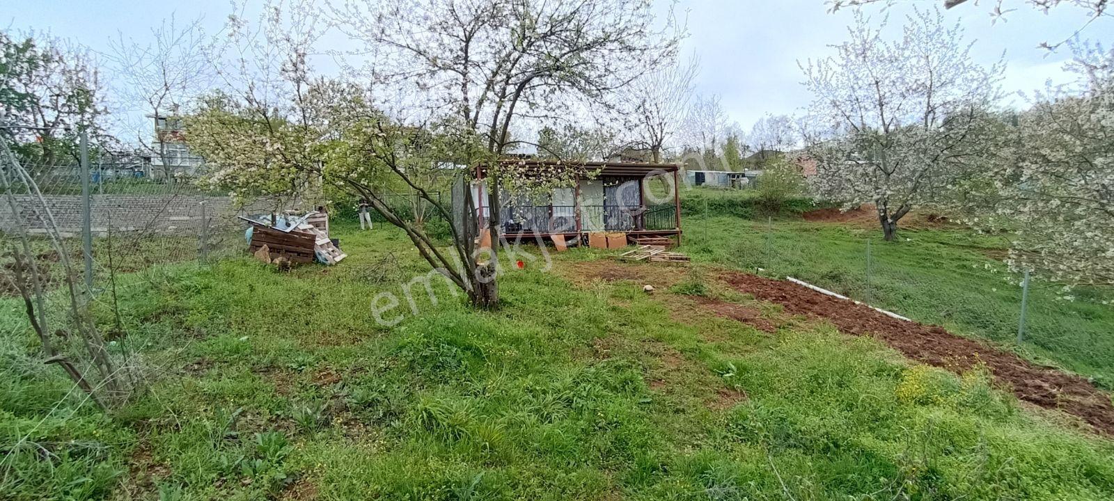 Elma Ağaçlı Ürün Ekili 588 M2 Balkonlu Konteynırlı Hobi Bahçesi - Görsel 16