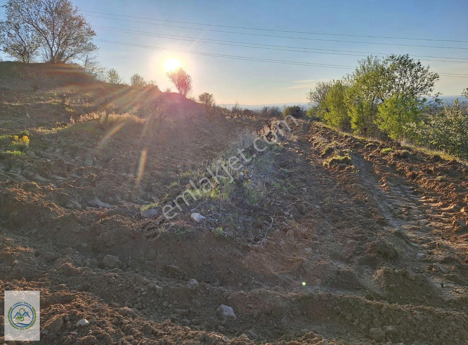 Mahalle Dibinde,piknik Alanı,çeşme Dibinde Üzüm Bağı Çal Ortaköy - Görsel 8