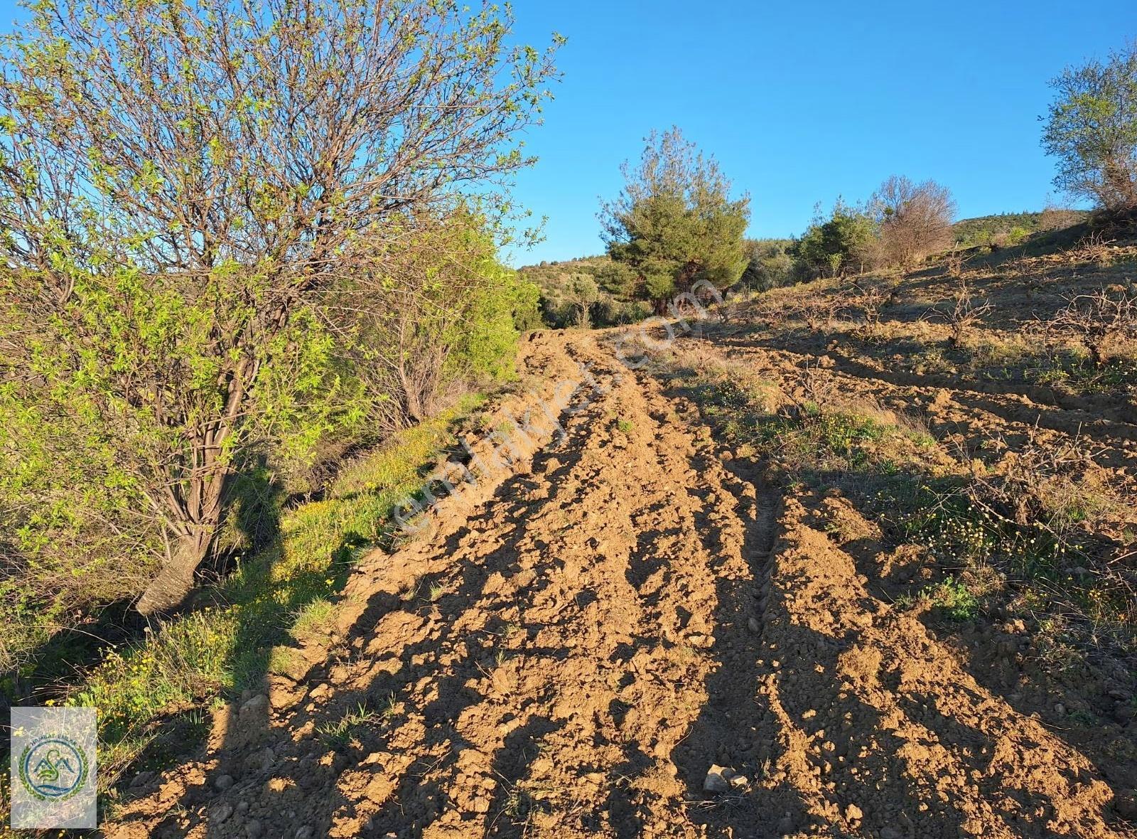 Mahalle Dibinde,piknik Alanı,çeşme Dibinde Üzüm Bağı Çal Ortaköy - Görsel 5