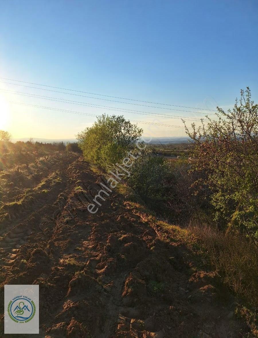 Mahalle Dibinde,piknik Alanı,çeşme Dibinde Üzüm Bağı Çal Ortaköy - Görsel 10