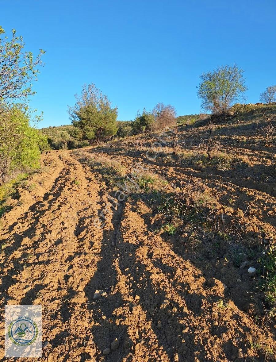 Mahalle Dibinde,piknik Alanı,çeşme Dibinde Üzüm Bağı Çal Ortaköy - Görsel 2