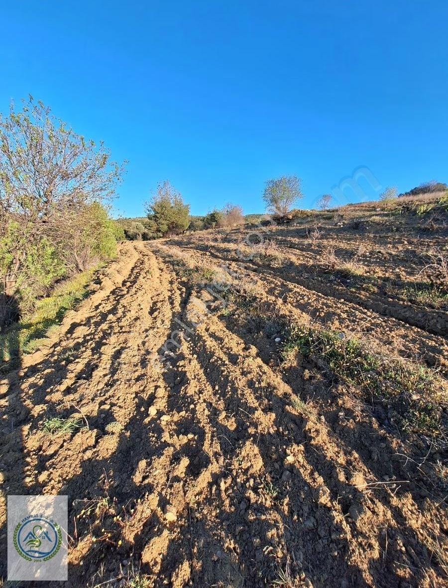 Mahalle Dibinde,piknik Alanı,çeşme Dibinde Üzüm Bağı Çal Ortaköy - Görsel 6