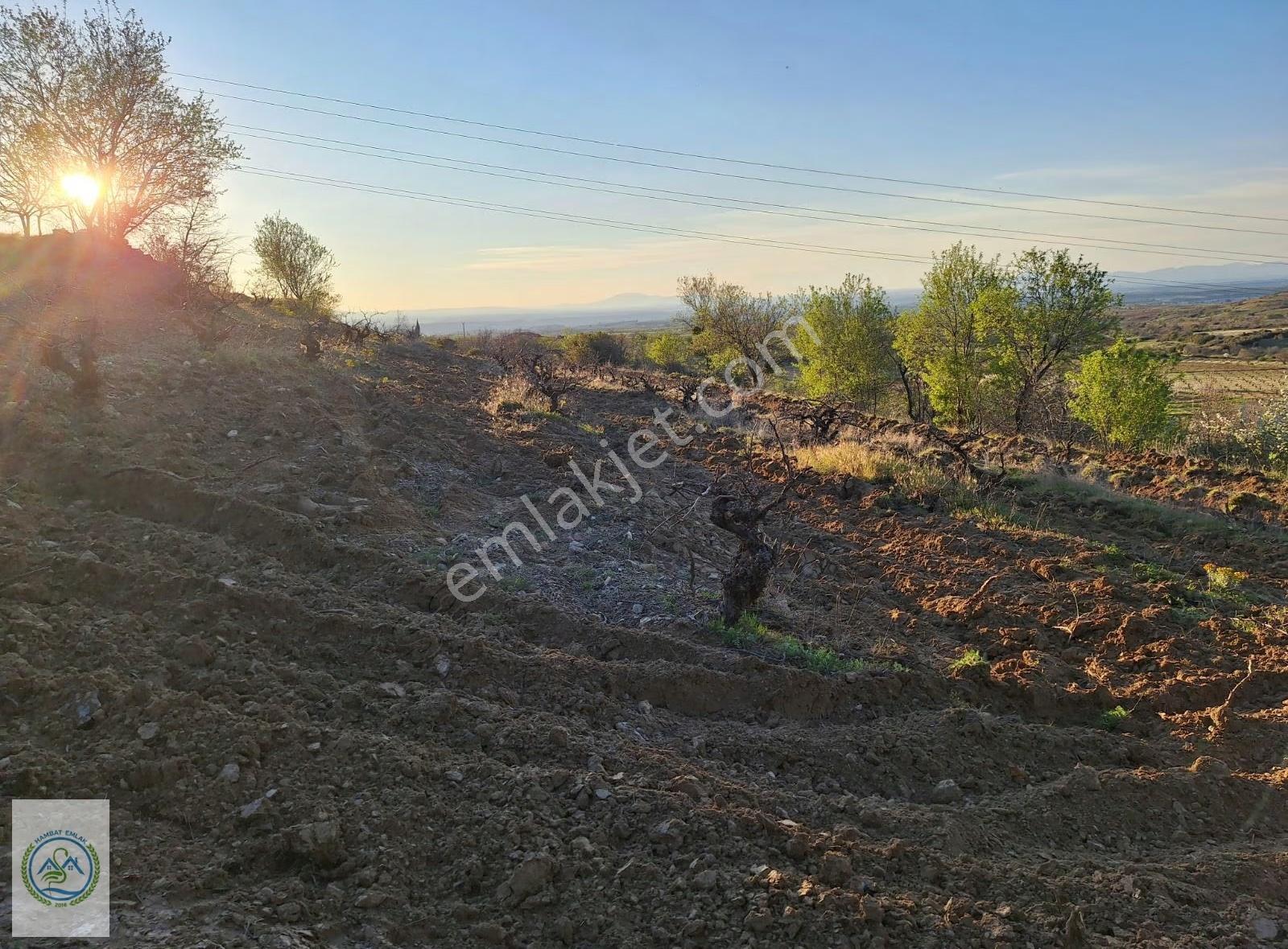 Mahalle Dibinde,piknik Alanı,çeşme Dibinde Üzüm Bağı Çal Ortaköy - Görsel 4