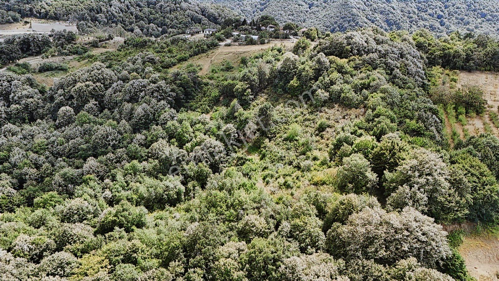 Yalova/gacık Köyün'de 4.376m2 Satılık Bağ!! - Görsel 9