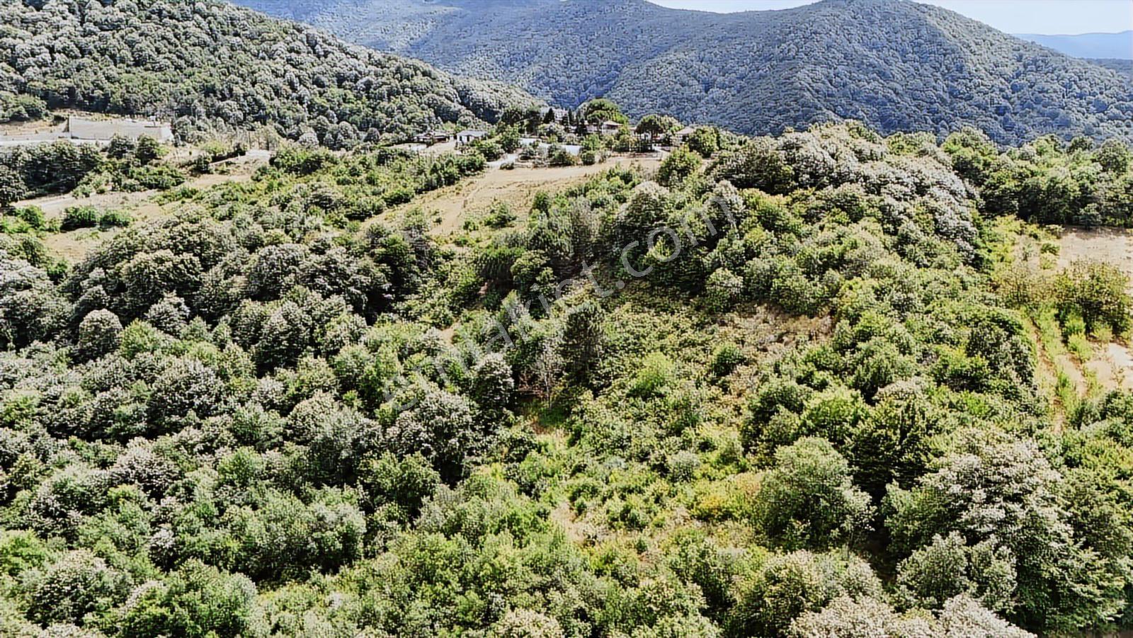 Yalova/gacık Köyün'de 4.376m2 Satılık Bağ!! - Görsel 2