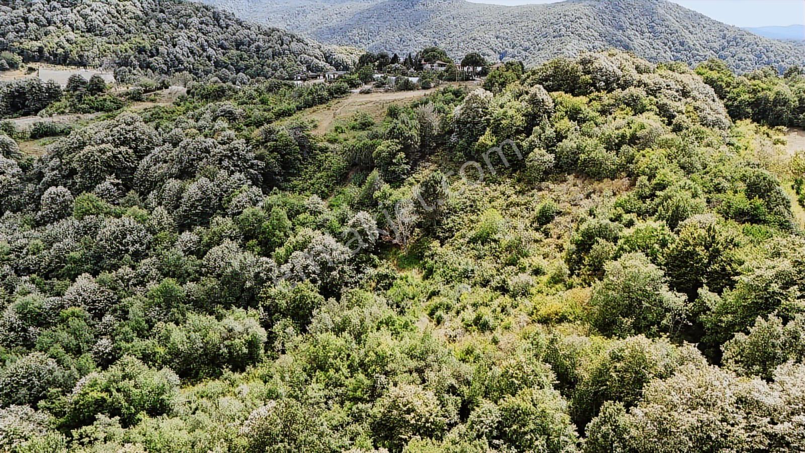 Yalova/gacık Köyün'de 4.376m2 Satılık Bağ!! - Görsel 8