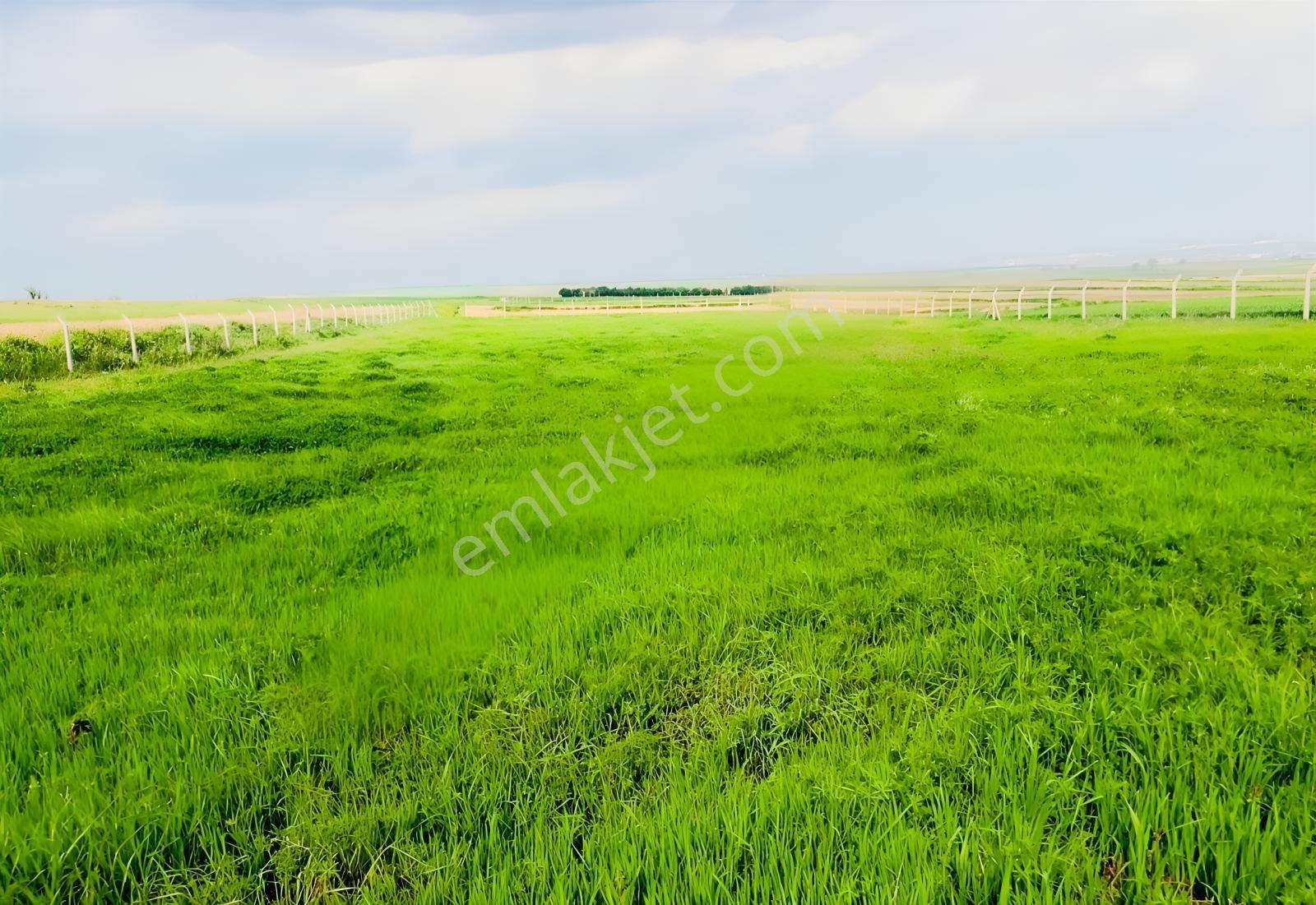 Ergene Yulaflı'da Osbye Yakın Yatırımlık 3.978 M² Tek Tapu - Görsel 5