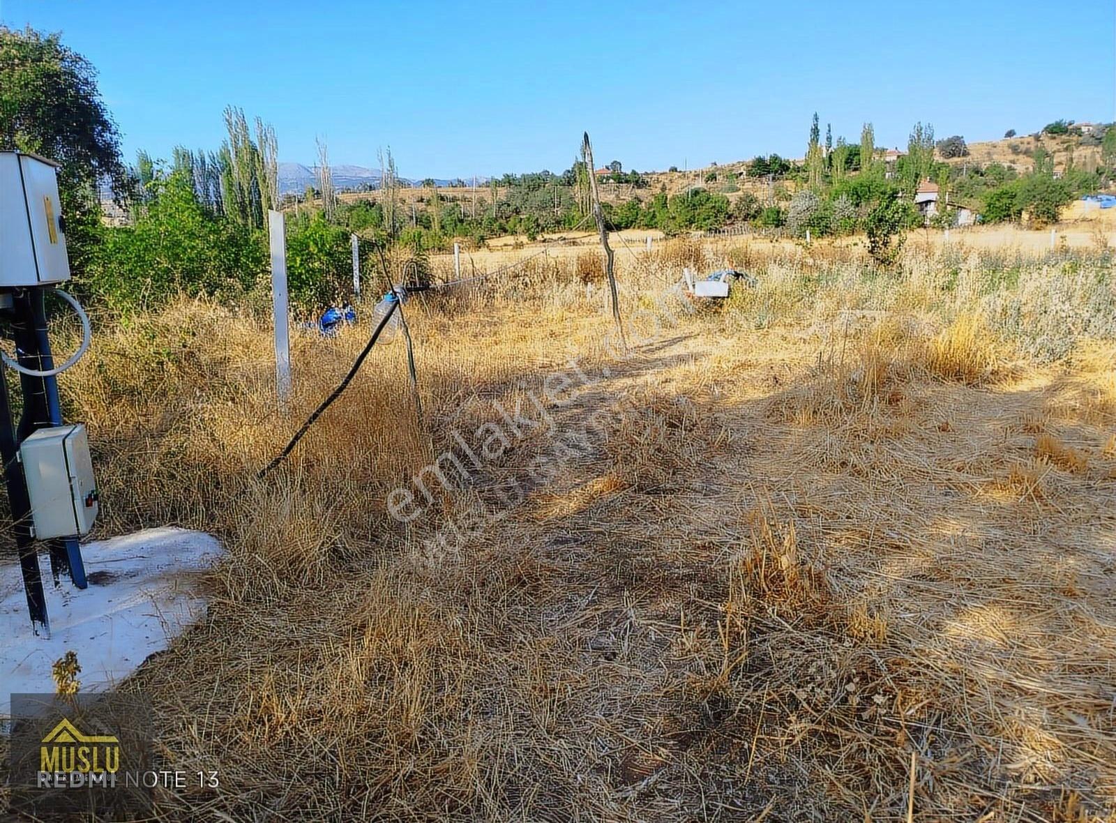Muslu Gayrimenkulden Laçin-ikizce Ky. De Satılık Sulu Tarla