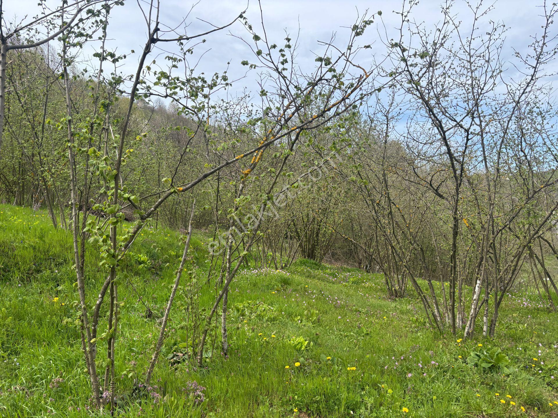 Boğaziçi Dokuzpınar Mahallesi'nde 1478 M2 Satılık Ticari İmarlı Arsa - Görsel 19