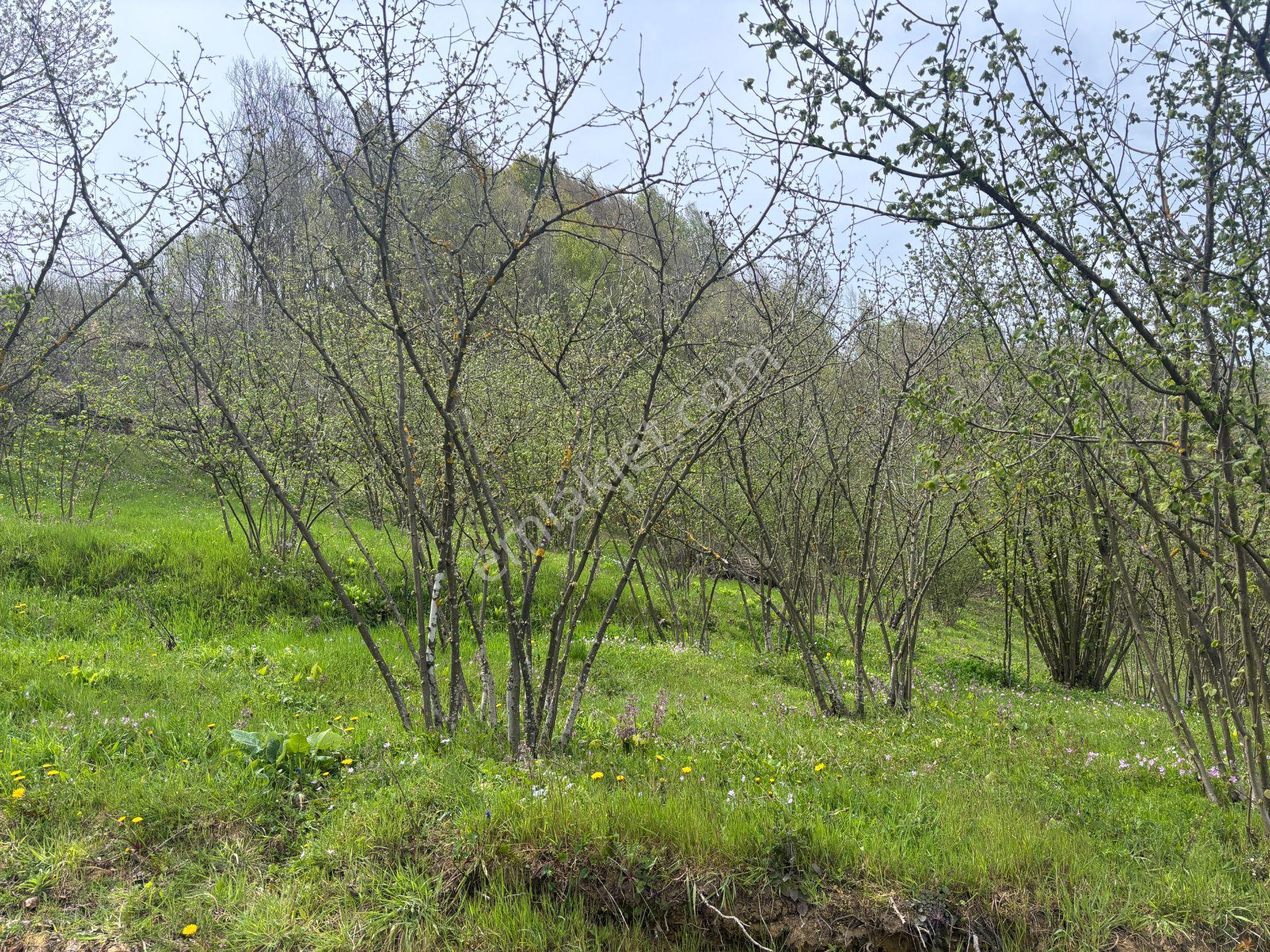 Boğaziçi Dokuzpınar Mahallesi'nde 1478 M2 Satılık Ticari İmarlı Arsa - Görsel 28