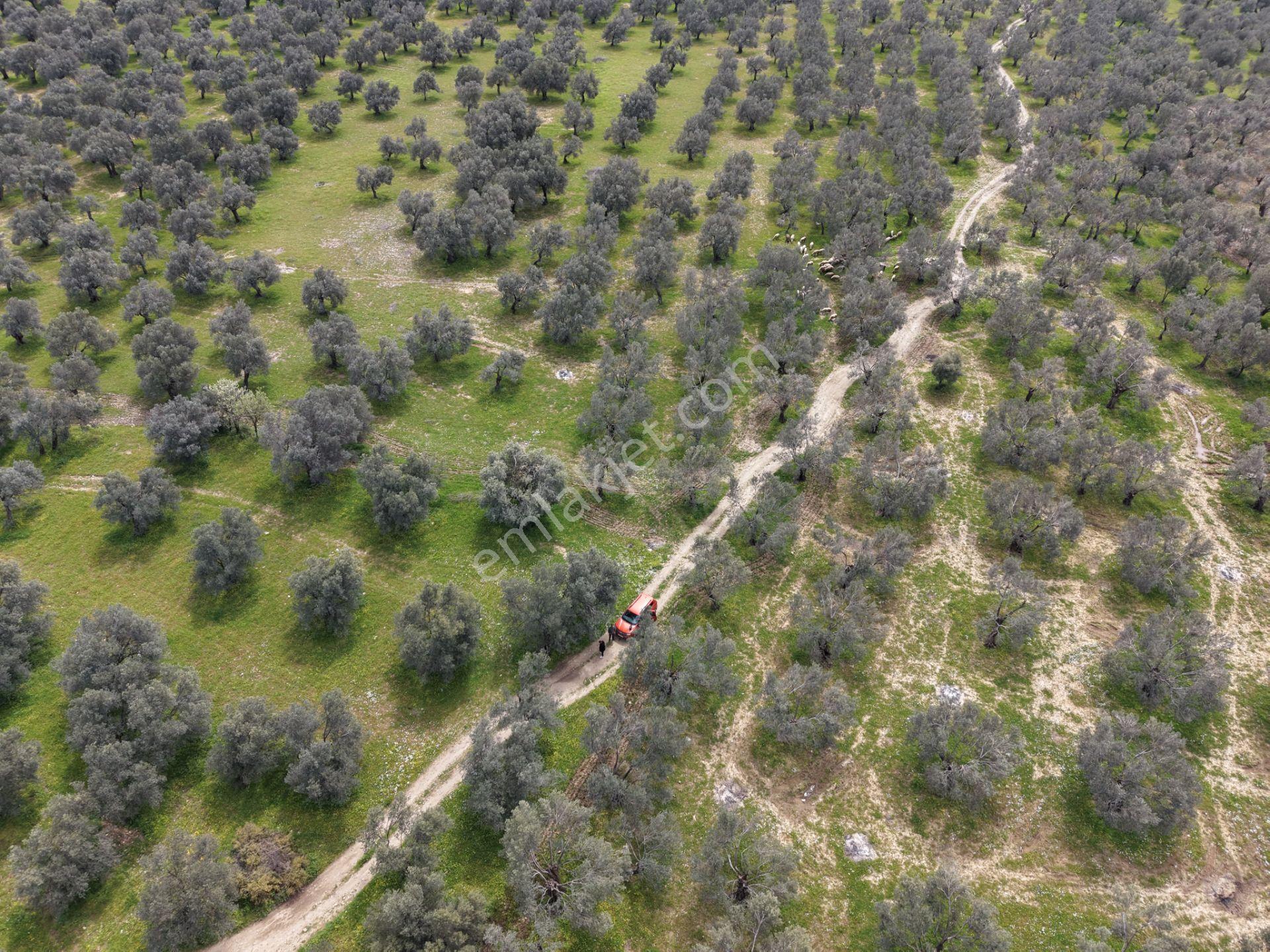 ▀▄mera Emlaktan Gazi İlyas Mh. Hastane Yakını 210m2 Zeytinlik - Görsel 21