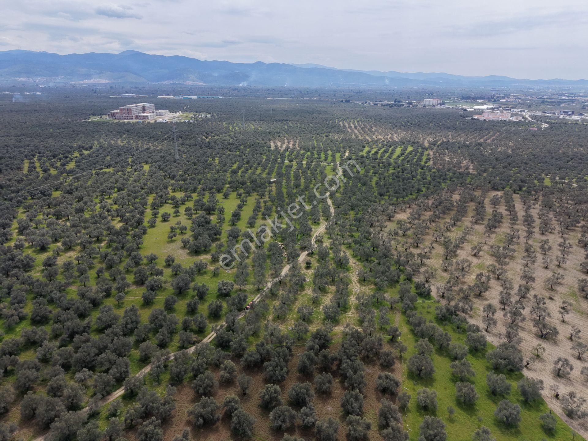 ▀▄mera Emlaktan Gazi İlyas Mh. Hastane Yakını 210m2 Zeytinlik - Görsel 27