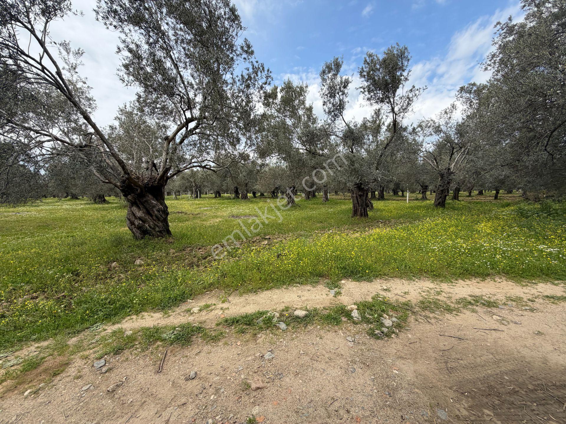 ▀▄mera Emlaktan Gazi İlyas Mh. Hastane Yakını 210m2 Zeytinlik - Görsel 29